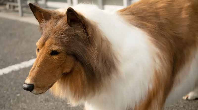 Japanese man who transformed into a dog said he wants to find love। Sangbad Pratidin