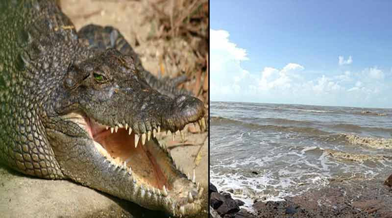 Crocodile recovers from Talsari sea beach । Sangbad Pratidin