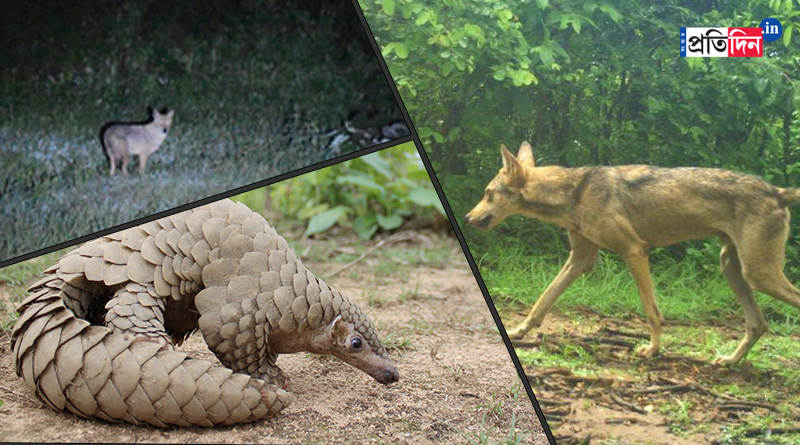 In a first Mammal census in Purulia | Sangbad Pratidin