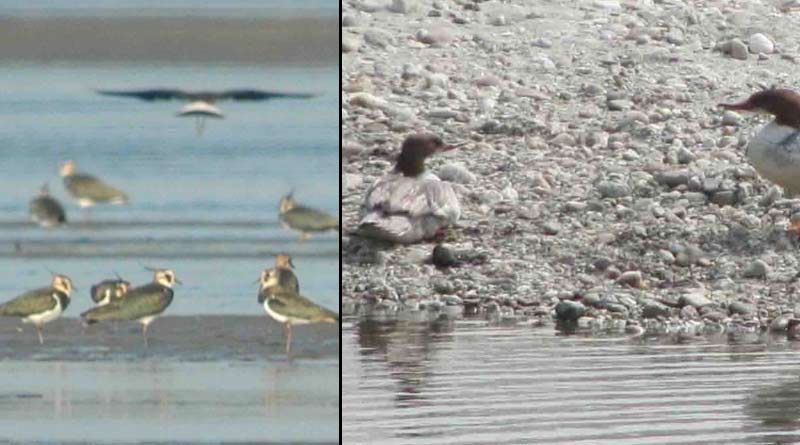 Migratory birds shift themselves from Teesta river belt due to pollution after Sikkim flood | Sangbad Pratidin
