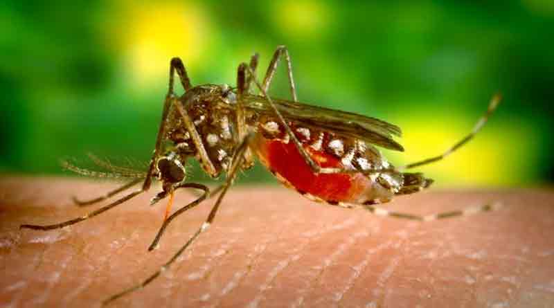 Temperature-humidity help Aedes mosquitoes to flourish in North Bengal to spread Dengue this season | Sangbad Pratidin
