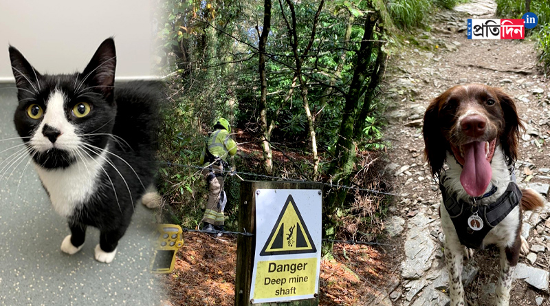 Dog Helps Rescue Cat Which Fell 100 Feet Down In United Kingdom | Sangbad Pratidin