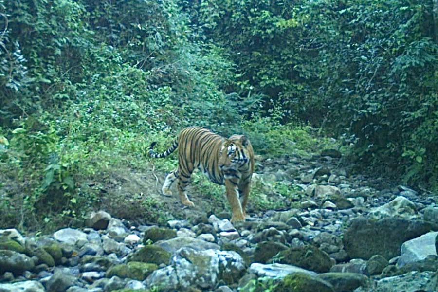 Buxa Tiger Reserve forest to take tripple plans to enhance number of tigers there