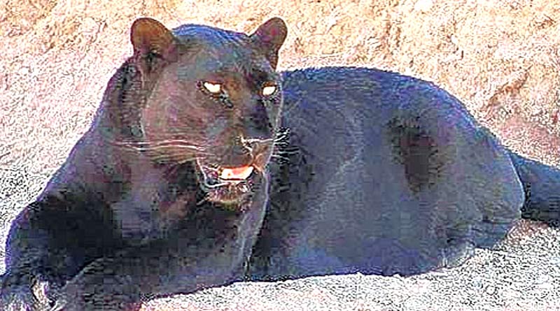 Black Cheetah at Kurseong's Dow Hill | Sangbad Pratidin
