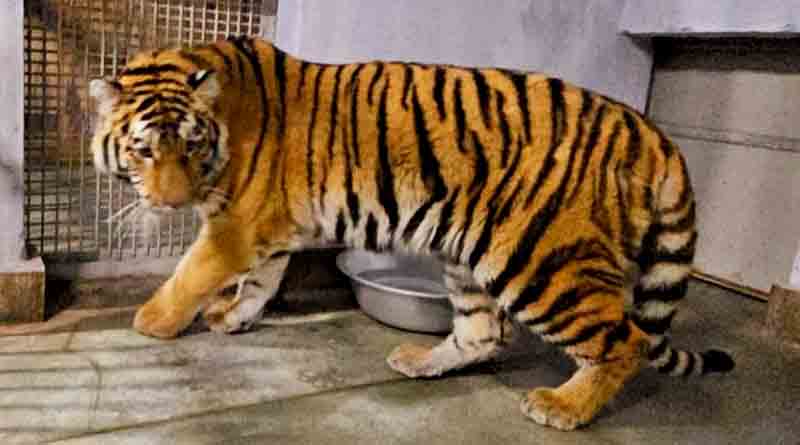 Siberian tiger couple reaches Darjeeling zoo | Sangbad Pratidin