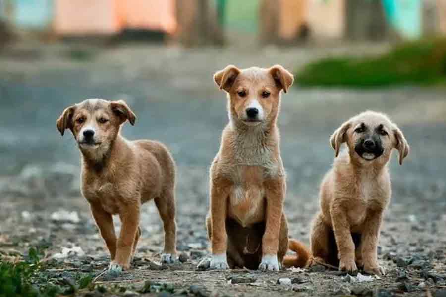 Man brutally kills puppy in Andal | Sangbad Pratidin