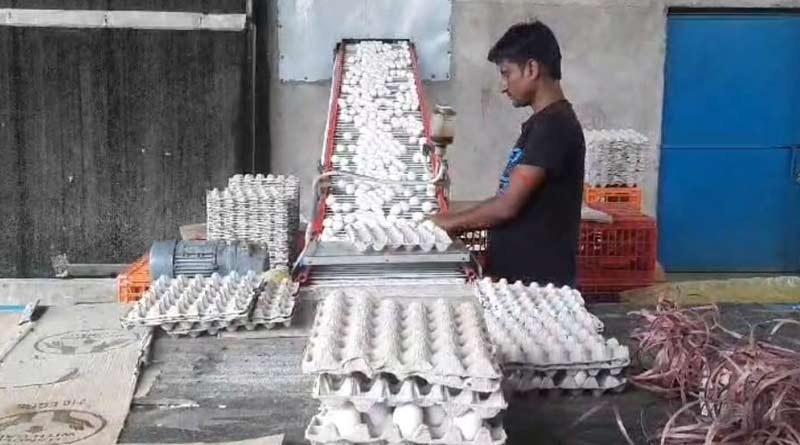 Animal Husbandary department of WB Govt targets 1500 crores egg production in next year to fulfil demands | Sangbad Pratidin