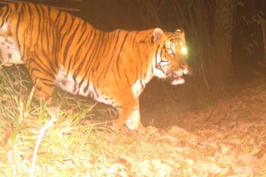 Royal-Bengal-Tiger