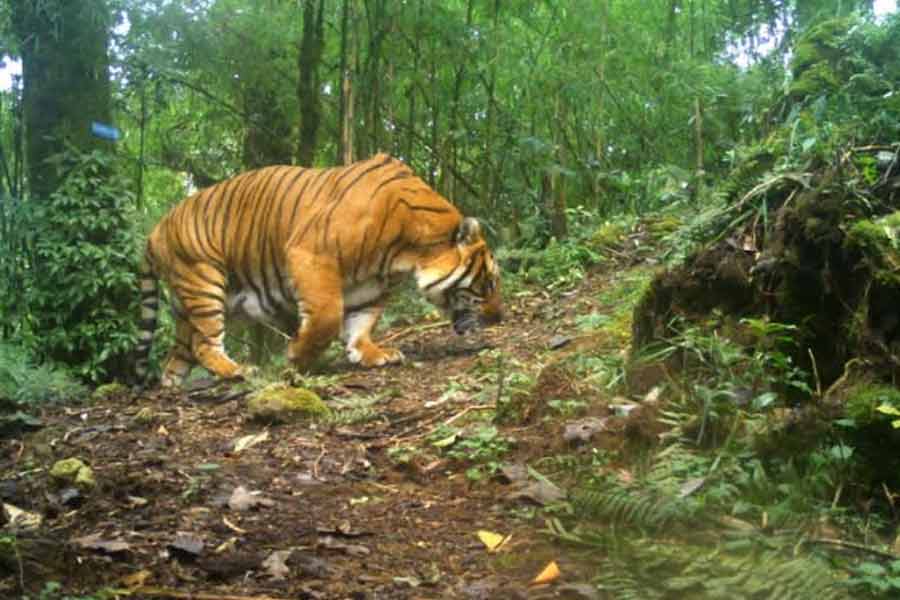 Royal Bengal Tiger roars outside home in Maipith