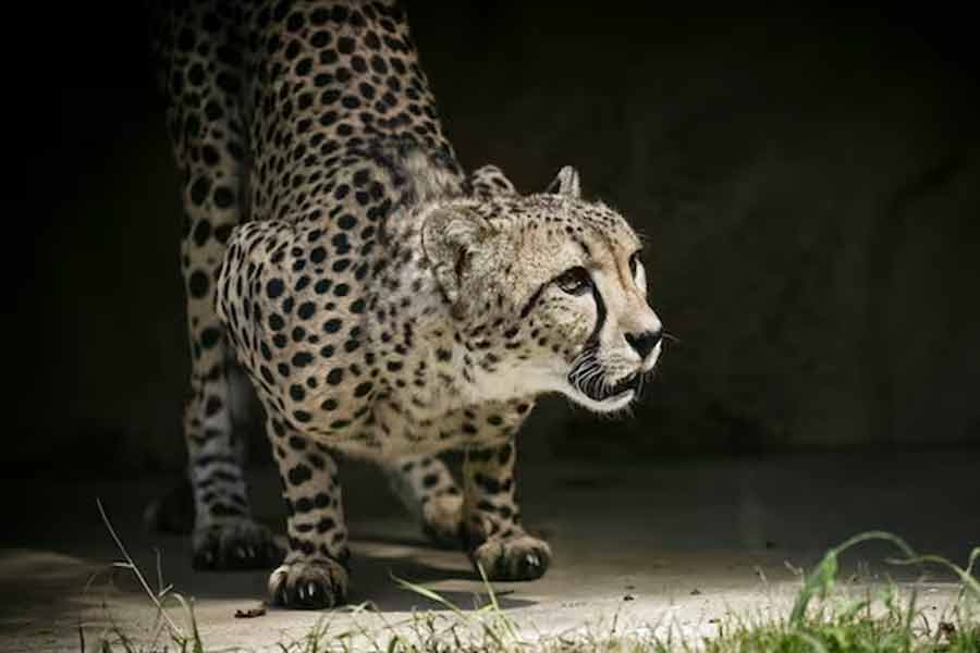 Namibian cheetah dies at Kuno park। Sangbad Pratidin