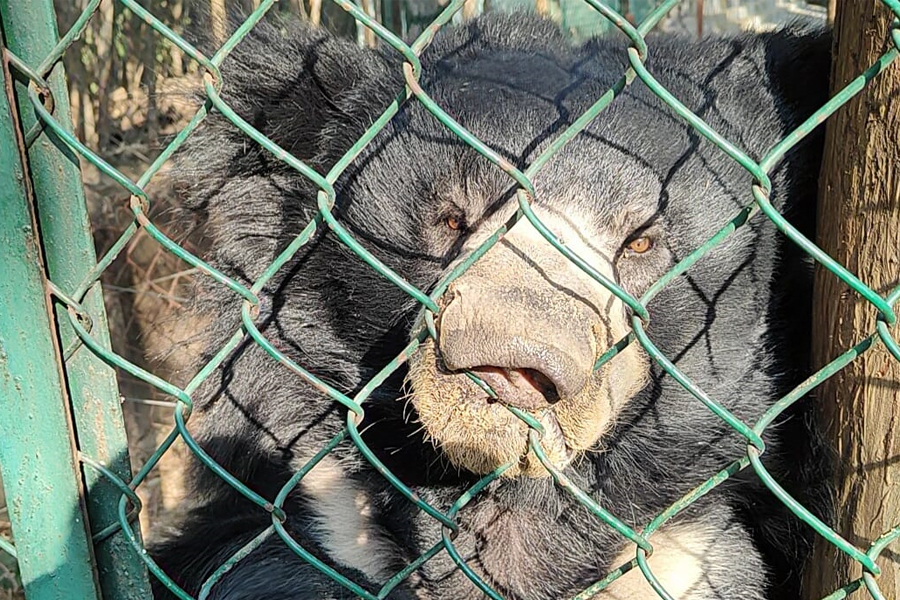 Animals in Zoo feels discomfort as mercury deeps in Purulia, changes in their diet | Sangbad Pratidin