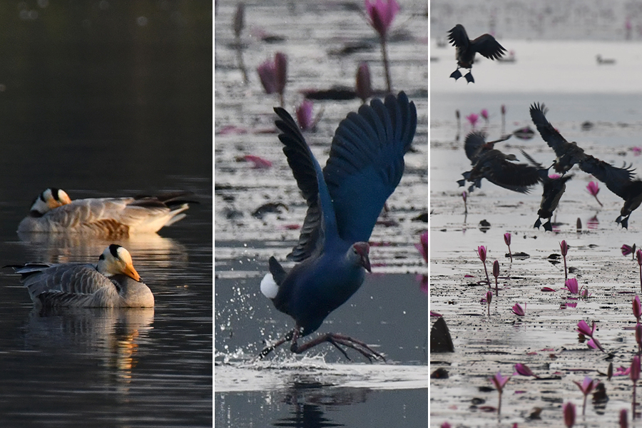 Forest Department will start counting water birds in Purulia, Bankura from January 18 | Sangbad Pratidin