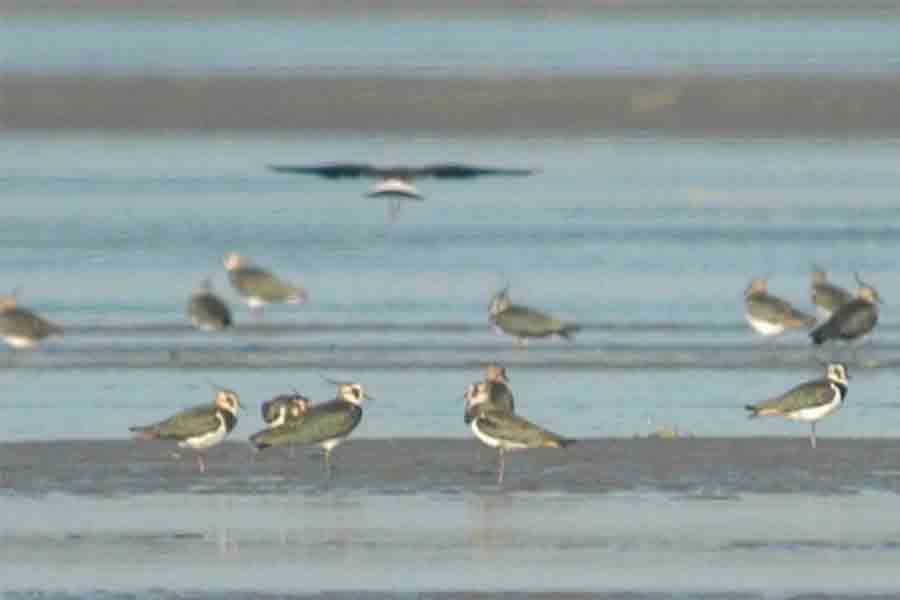 Migrant birds allegedly flew away as fishermen using poison in Jaldhaka | Sangbad Pratidin