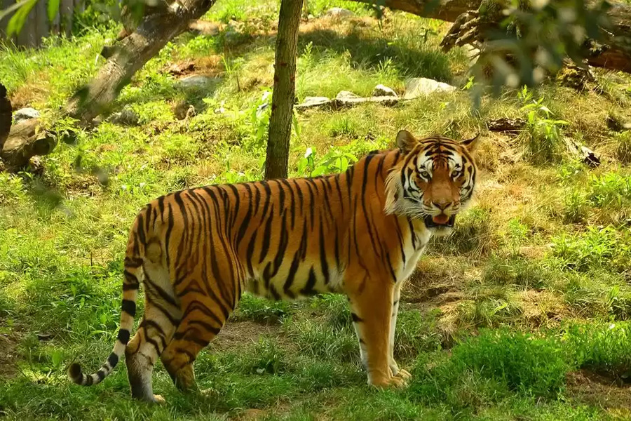 50th year of tiger project in India | Sangbad Pratidin