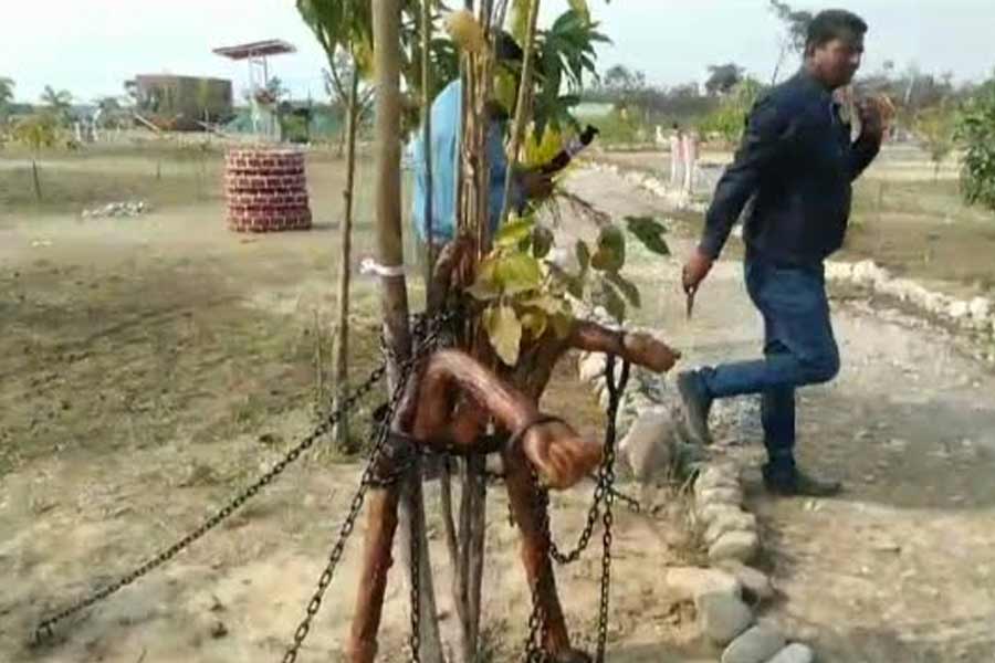 Tree faces punishment for 100 years in Dooars । Sangbad Pratidin