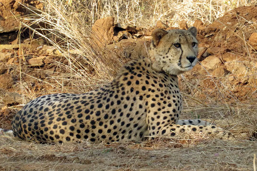 Cheetahs at Kuno Park to be released into wild