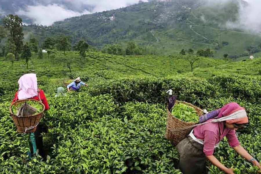 Concerns are growing over tea production in Darjeeling