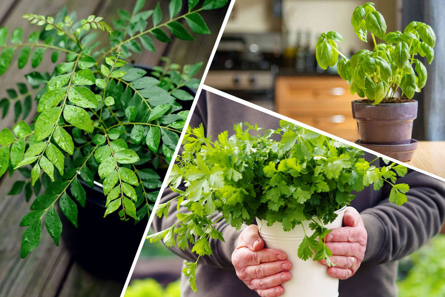 Herbs that can easily grow at home, know this Kitchen Garden tips | Sangbad Pratidin