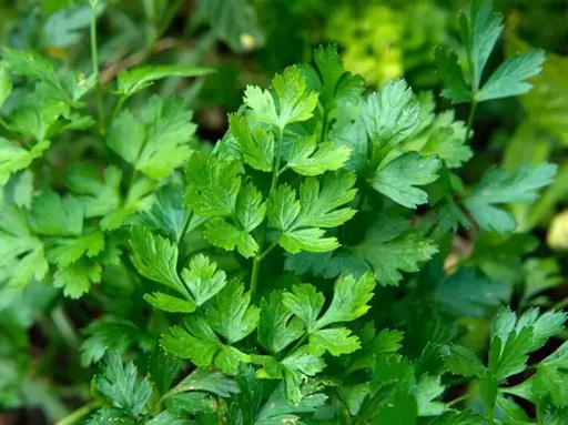 parsley