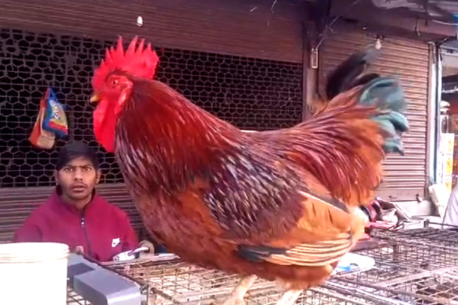 Chicken from Bangladesh filled the markets of WB | Sangbad Pratidin