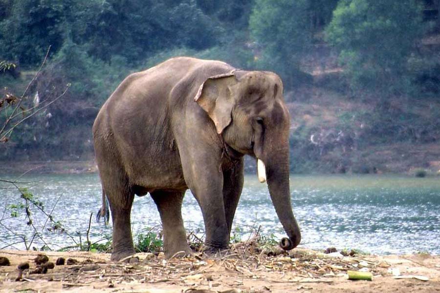 Forest department to provide alternative food for elephants in sonamukhi