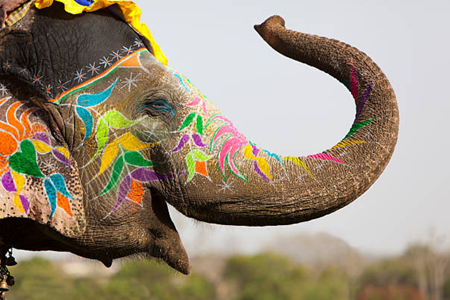 Russian tourist swung into air and thrown by elephant at Rajasthan | Sangbad Pratidin