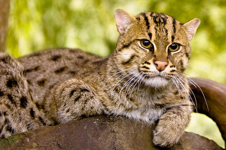 Cat in China sets house on fire after accidentally turning on cooker