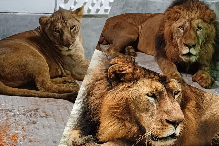 First lion arrives at Bengal Safari Park। Sangbad Pratidin