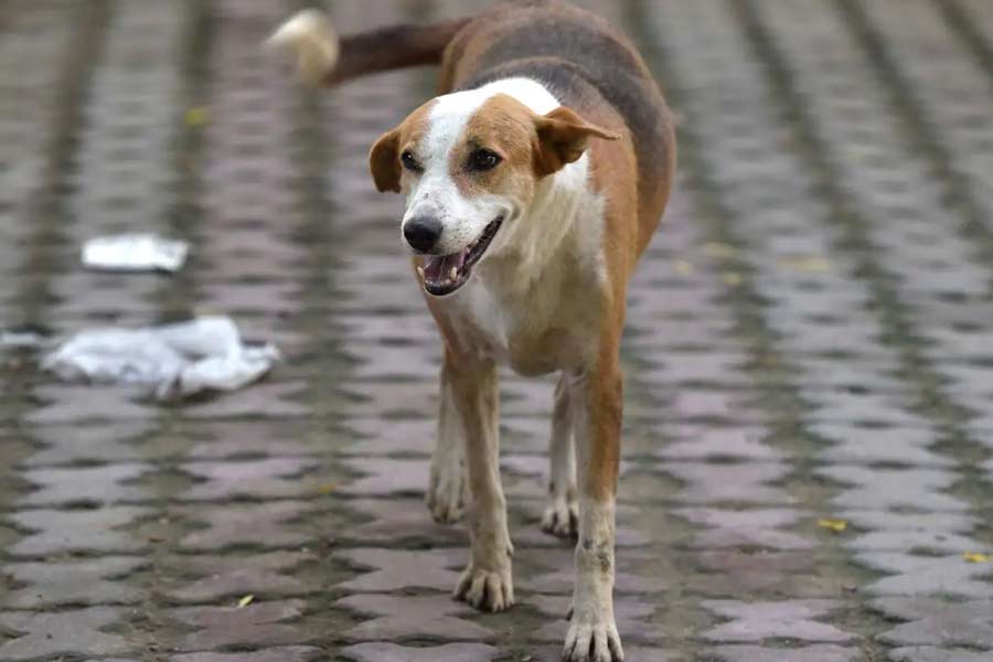 Stray dog suffered after stucked by plastic bottle, cub died for not getting mother | Sangbad Pratidin