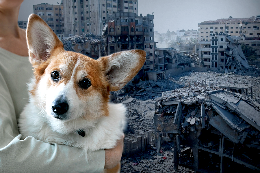 Why Israelis warned against adopting cats and dogs from Gaza। Sangbad Pratidin