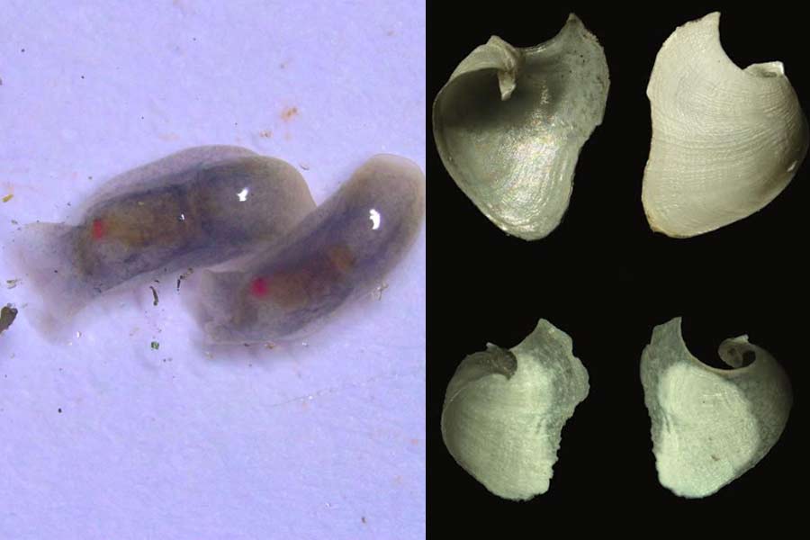 New animal found into Digha sea named after President of India Draupadi Murmu