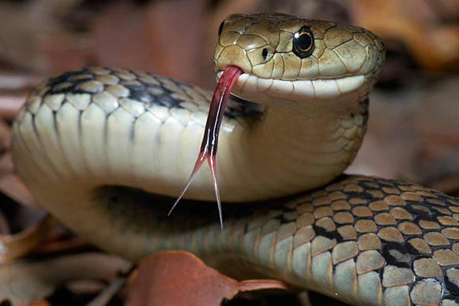 Minor boy bit by snake in Haroa, died after exorcist acts