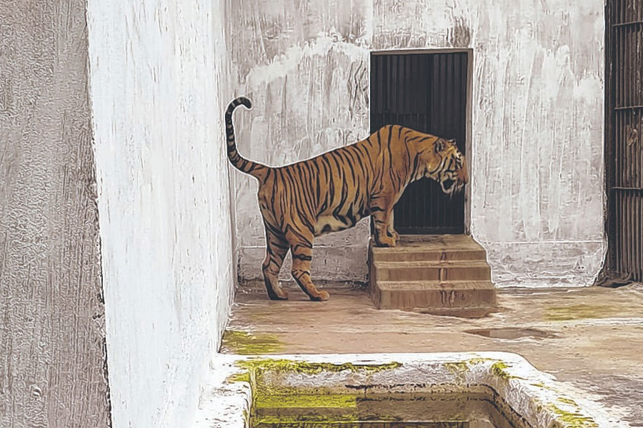 Two royal bengal tiger come to Alipore Zoo from North Bengal