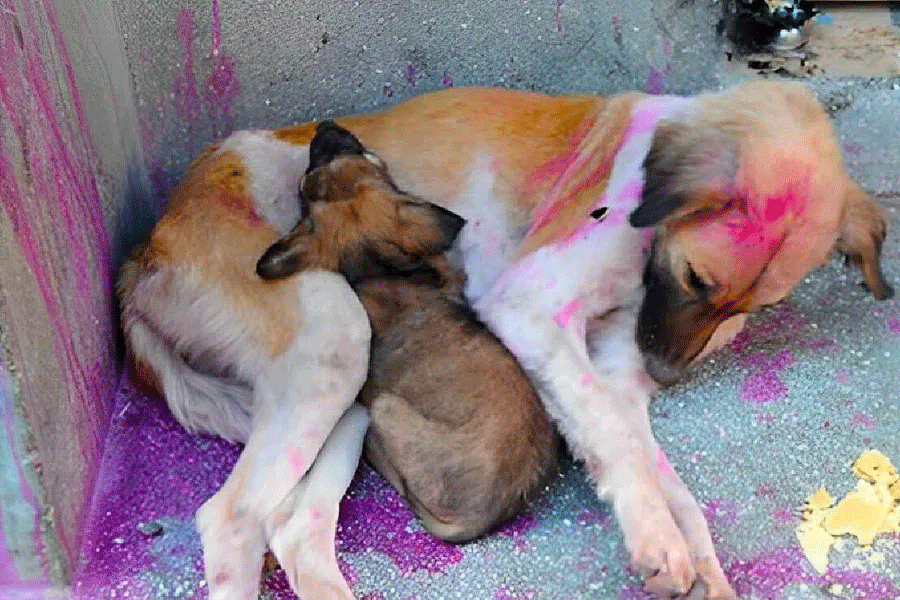Kolkata police initiates steps to protest stray animals this Holi