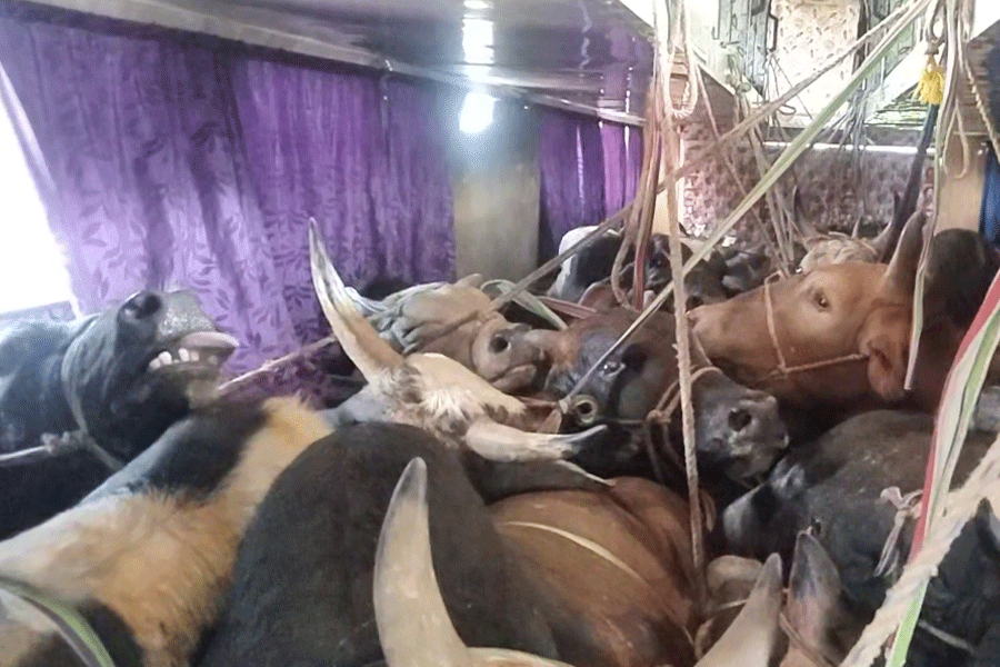 Cows are transported through volvo bus in memari