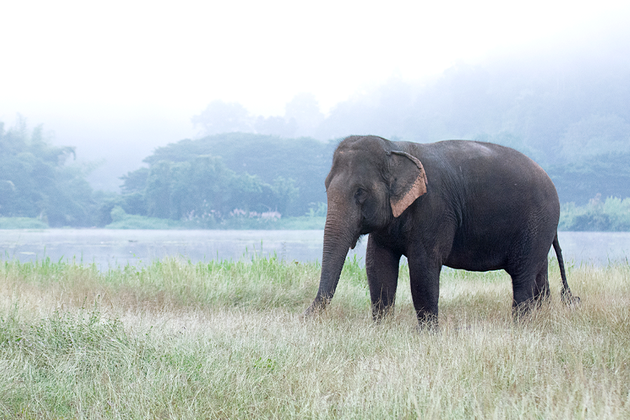 A elephant allegedly killed in Bangladesh