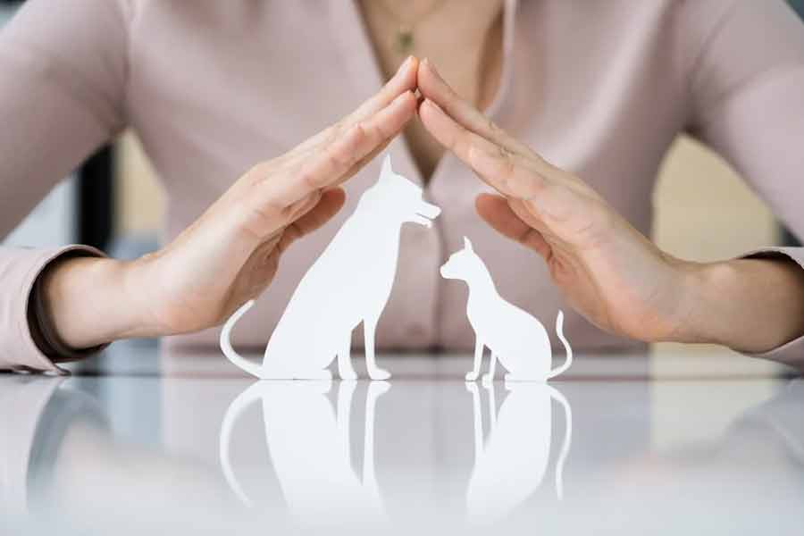 Things to know about pet insurance