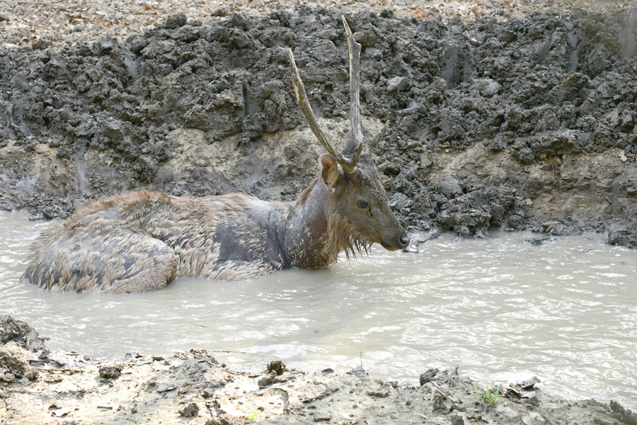Special arrangements in Purulia zoo to prevent heat