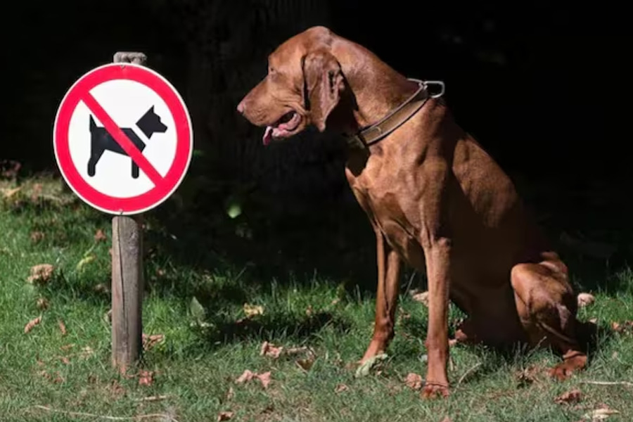 Karnataka High Court strikes down Centre's banning of 23 dog breeds