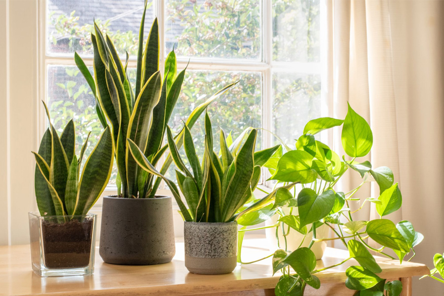 try these Home Plants for cooling