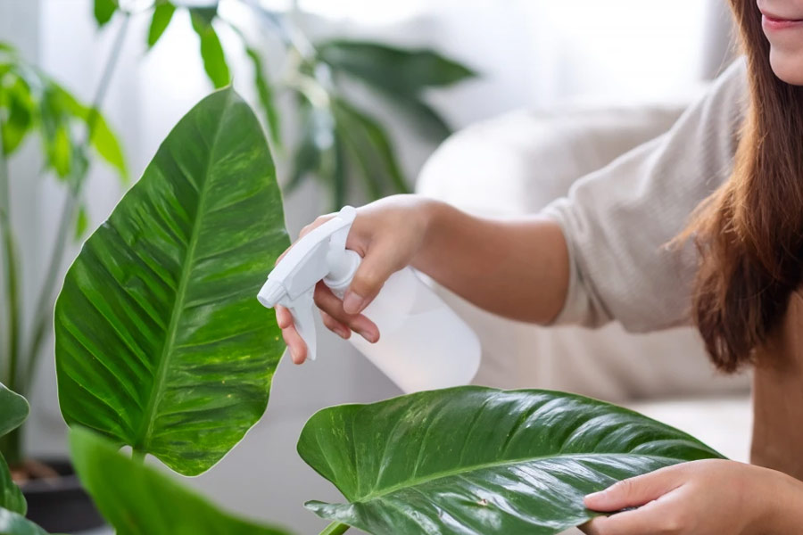 Home-Plant-Care-2