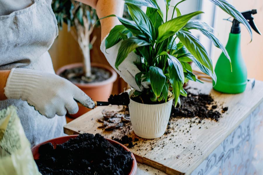 Home-Plant-Care-3