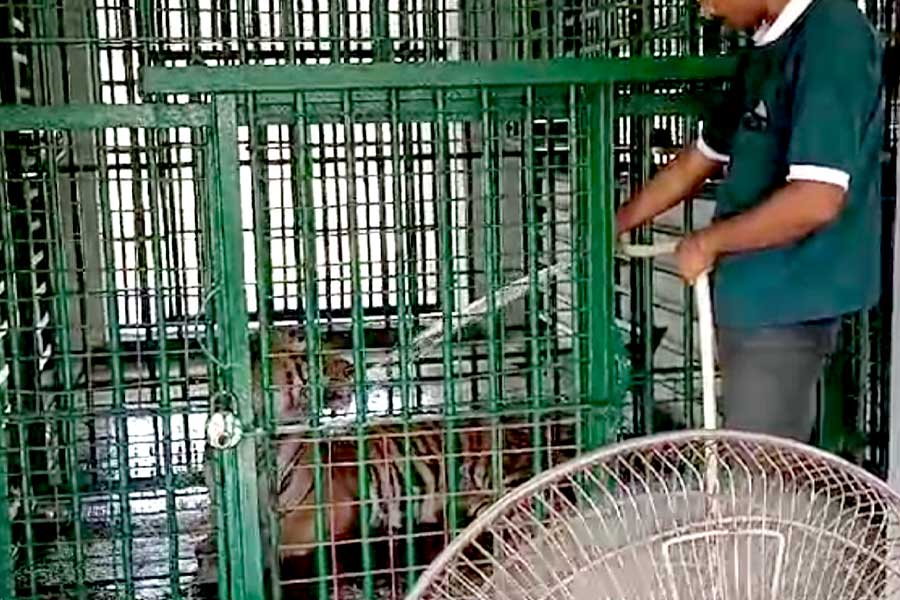 Jharkhali: Royal Bengal Tigers are in a bad state this summer, special measures by Forest Department