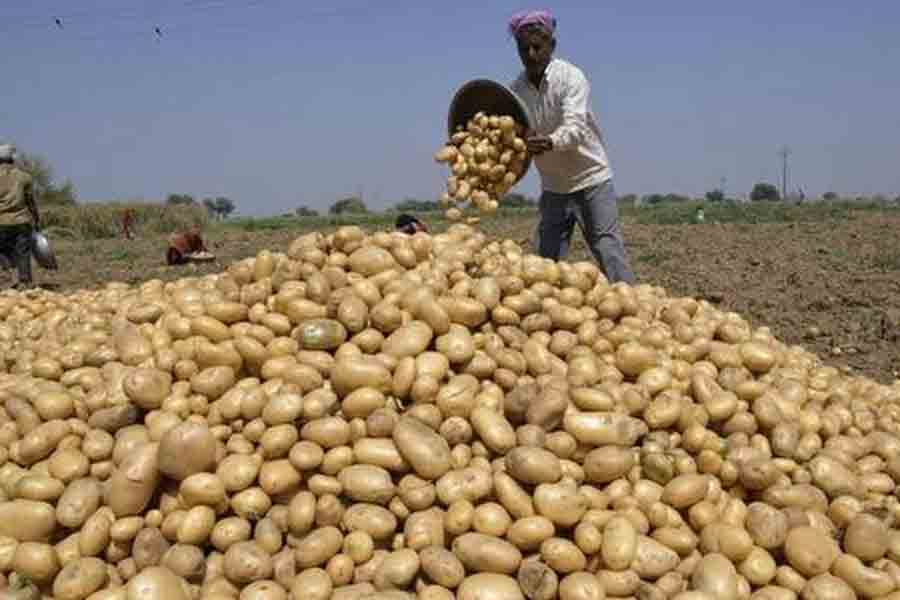 Potato farmers faces lose after rain