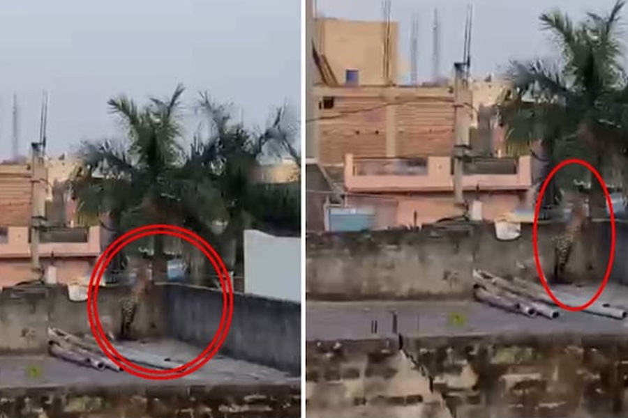 Leopard enters Delhi residential area, attacks 5