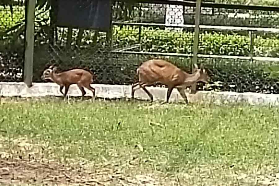 Forest fire threatens wild life at Purulia