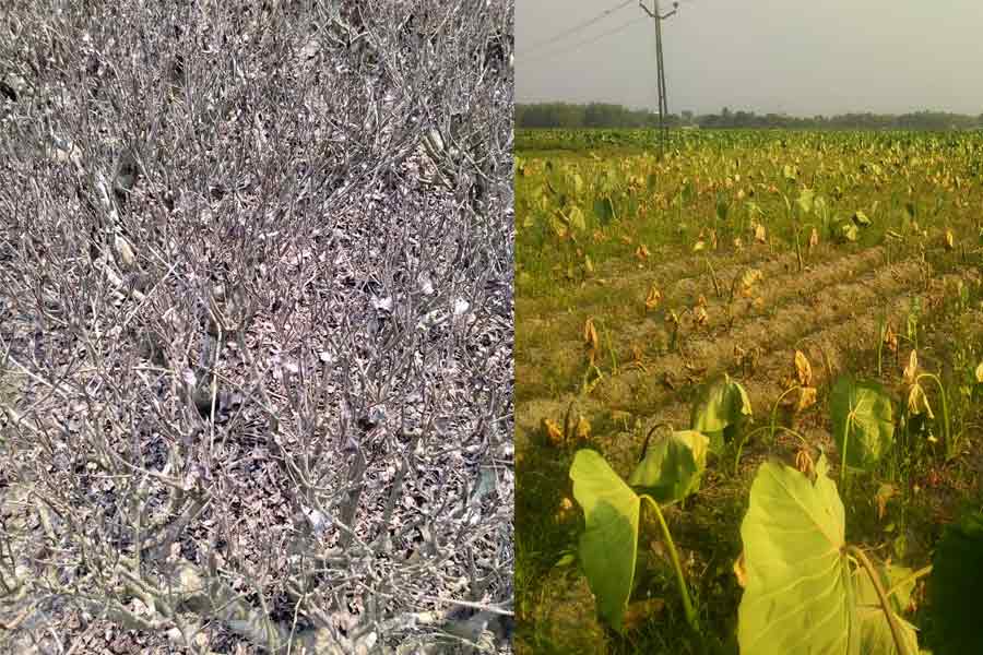 Agriculture News : Drought devastated the tea industry in the north, says farmers