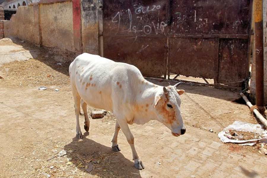 How to take care of domestic animals during summer