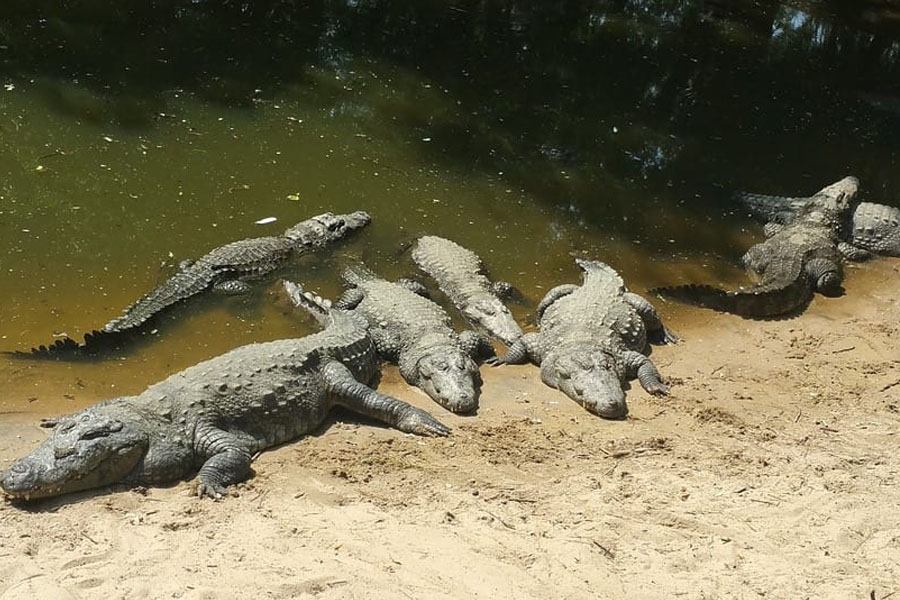 Karnataka woman throws disabled son into crocodile infested river
