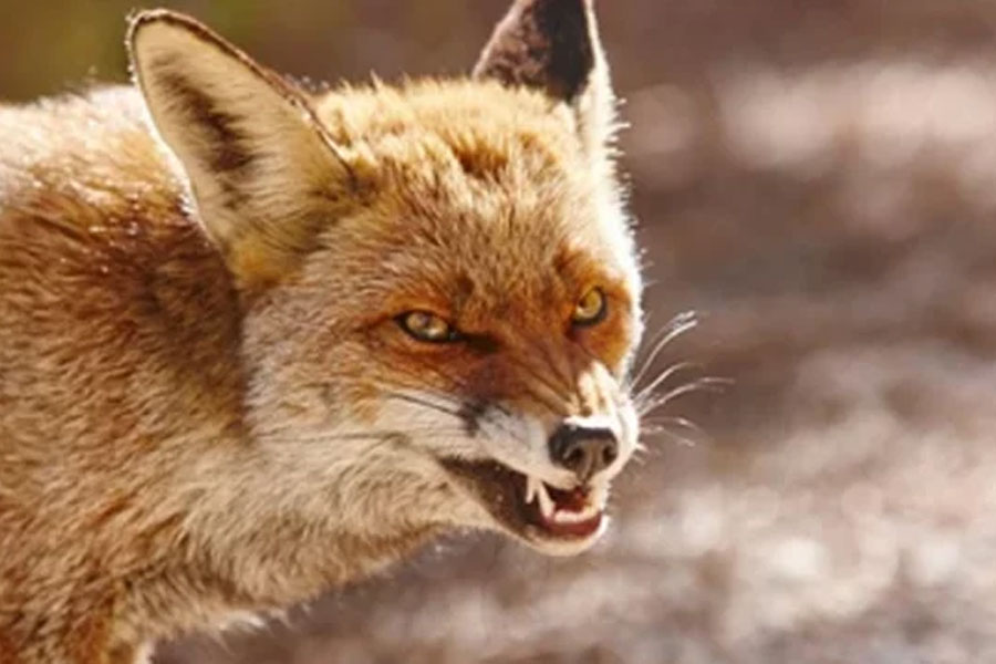 10 injured in jackal attack in Murshidabad